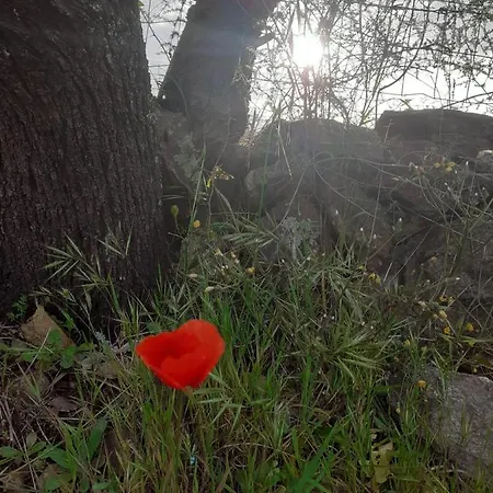 Sardama Oda ve Kahvaltı Torpè