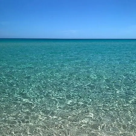 Sardama